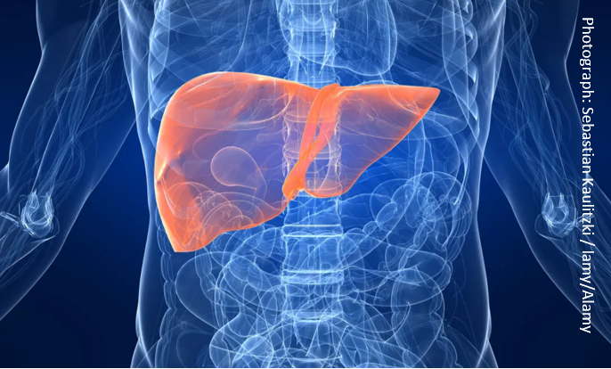 A human liver. Currently, livers are typically only stored for about nine to 12 hours on ice before transplant.